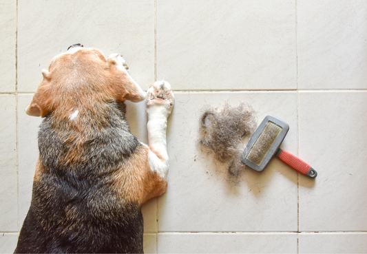 Fellwechsel beim Hund: So unterstützen Sie Ihr Tier im Frühling und Herbst – Pflege, Ernährung & saisonale Tipps