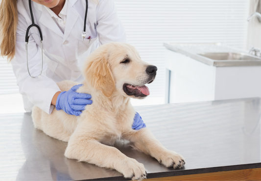 Flohbiss-Dermatitis beim Hund: Wenn ein einziger Biss gereizte Haut auslöst