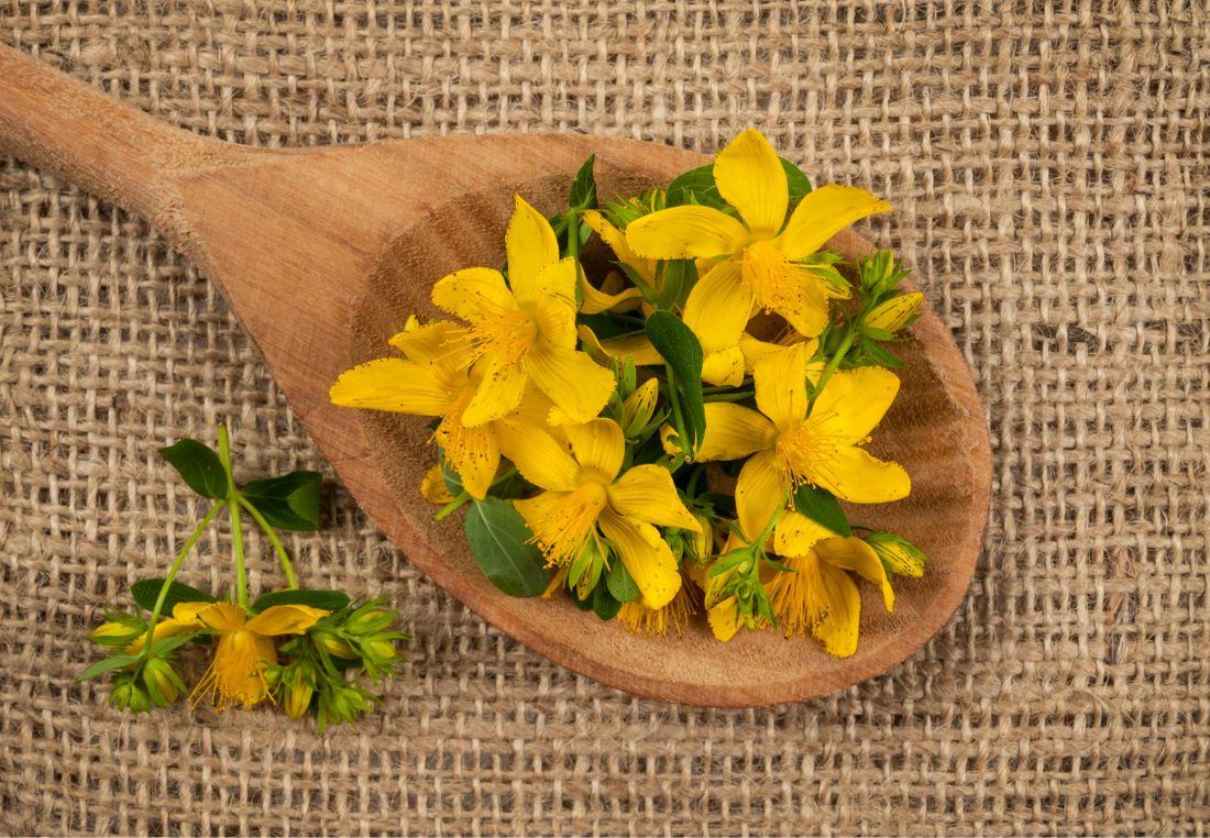 Johanniskraut: Regenerierende Heilpflanze mit sonnensensitiver Besonderheit