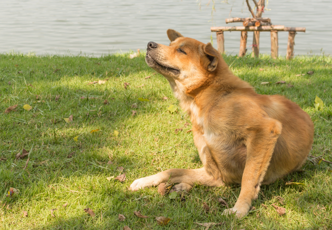Gegen Juckreiz beim Hund