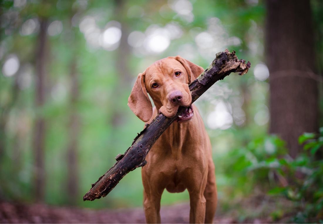 Hot Spots beim Hund: Ursachen, Behandlung & wirksame Pflege – Dermatologische Tipps für gestresste Hundehaut