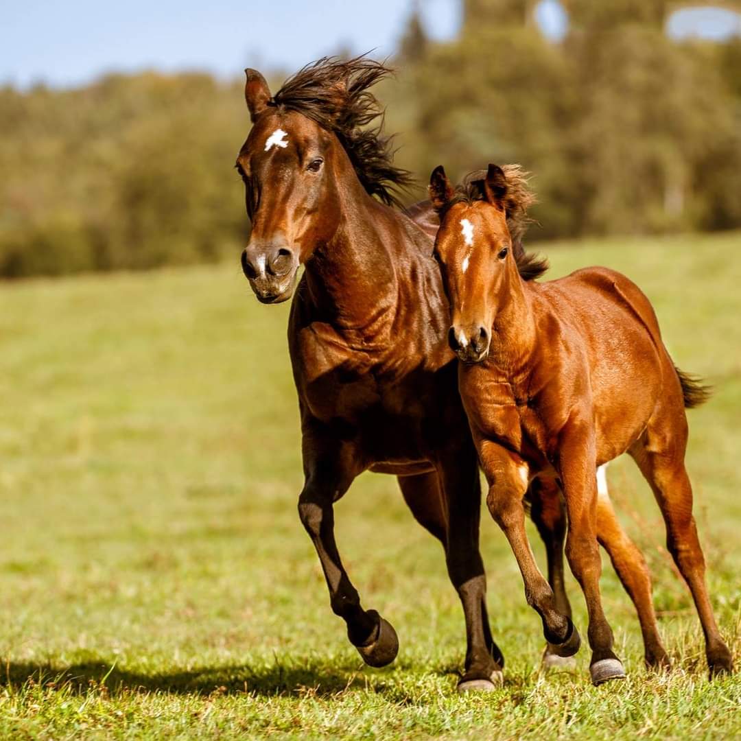 Geschenkgutschein